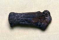 藏品(臺灣斑鹿角基部)的圖片